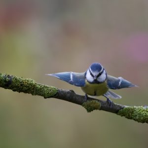 CORNET-POUSSART Patricia (9)